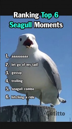 Ranking Top 6 Funniest Seagull Moments #animalvideos #seagull #shorts #funny
