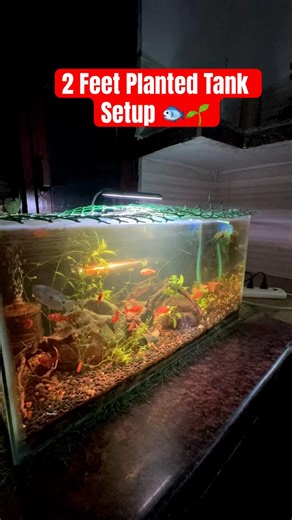 🔴Community Fish Tank Update🐟#shorts#ponds #fishtank#breeding#guppyfish#fish#tank#angelfish#gourami