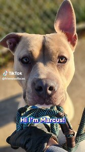 3.7K views · 259 reactions | ❤️ DOG OF THE WEEK ❤️ Over 190 DAYS in...