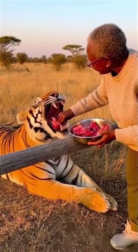 A Lady Feeds a Tiger — Calmest Big Cat Ever! 🐅😲