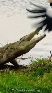 Crane attack on Crocodile | Page likes