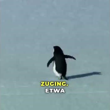 Der Pinguin, der einen anderen Weg wählte