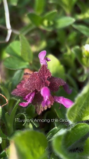 Spring flowers among the grass 🤩