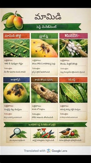 Mango 🥭 Pest management #shorts #youtubeshorts #trending #viral #trending #youtube #ytshorts #video