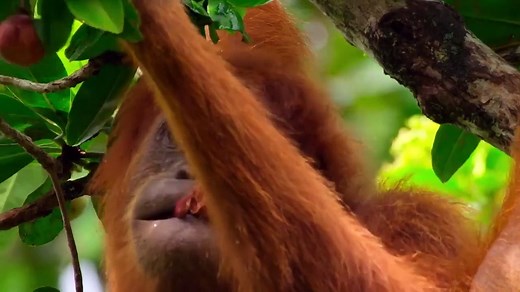 David Attenborough- A Life on Our Planet (2020) Watch HD HD Deutsch