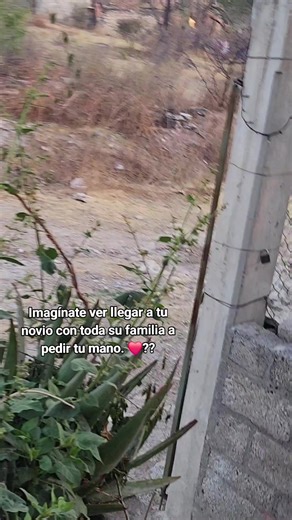 Video de alison_ponce (@alison_ponce_08) relacionado con “novios”