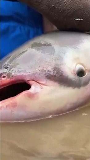 Endangered catfish return to Cambodian reserve #animals #environment #cambodia