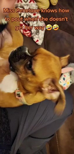 It's been a while since we've posted! Thought everyone might appreciate a little Penelope sass 🤣 #boxer #boxersoftiktok #dog #puppy #tripawd #threeleggeddog #amputee #sass #pout