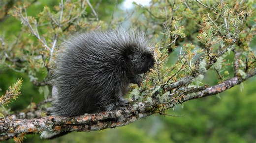 How do porcupines mate? Carefully | Gloucester County Nature Club