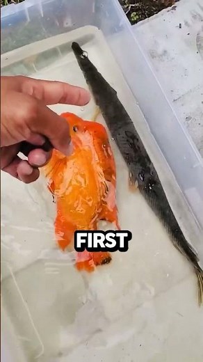 This is What a Hybrid FISH Looks Like 😱🐟