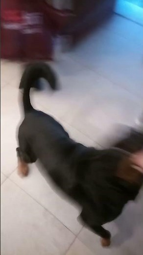 dog vs pepper spray 2 gone wrong