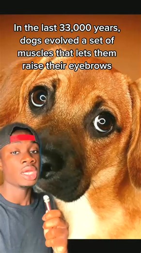 148K views · 6.6K reactions | #dogs #cute #wholesome | Mndiaye97 | Facebook