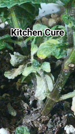 powdery mildew? try this kitchen HACK! 🌱