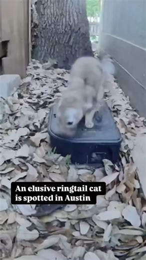 Good sightings of ringtail cats are about as rare as they come, unless you’re lucky enough to have one call your backyard its home. A resident in Austin’s Jollyville neighborhood took video of one exploring the base of a tree this spring. Related to raccoons, ringtails are found throughout Texas, but they prefer rocky areas, Texas Parks and Wildlife says. Mostly nocturnal and excellent climbers, ringtails leave their dens at night to feed on rodents, birds, insects and berries, according to @Tex