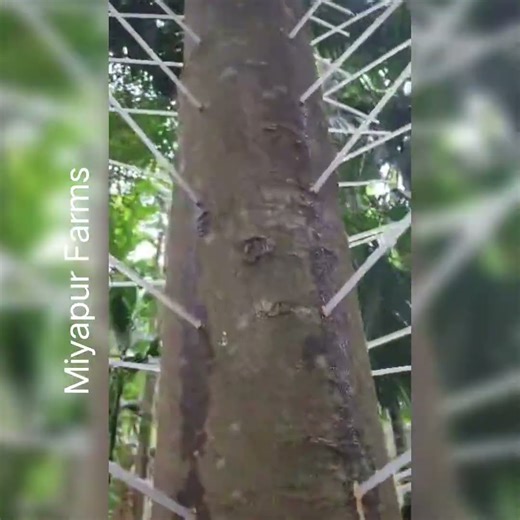 Agarwood Inaculation Process. #agarwood #agarwoodfarming #agriculturebusiness