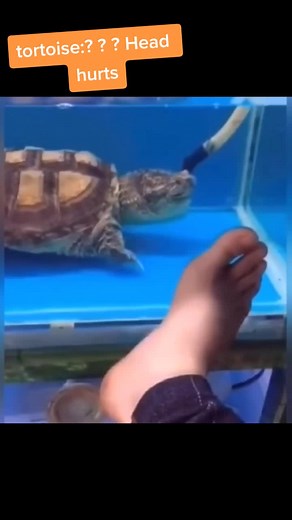 ？？？😂😂😂#tiktok #fyp #funny