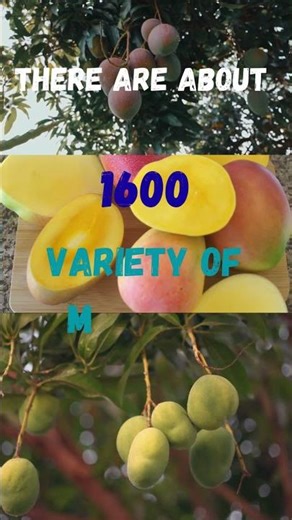 #mango #varieties of mango #varieties of mangoes in the world #why leaves are green