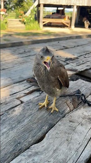 Hawk Sounds to Scare Birds🦅😱#shorts #hawk #birds #eagle #animals #wildlife#birdsounds