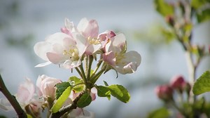 Apfelplantage: Frühling