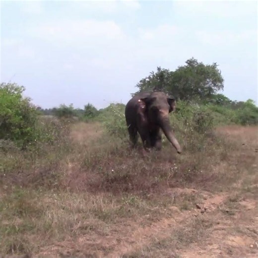 Injured Elephant Gets Medical Care in the Wild #elephant