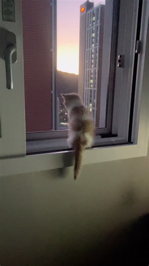 고양이 첫 하늘 구경#초귀여움