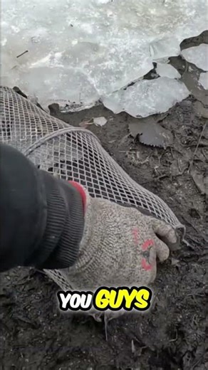 Crayfish Trap Discovery: Unexpected Finds on the Shore! #shorts