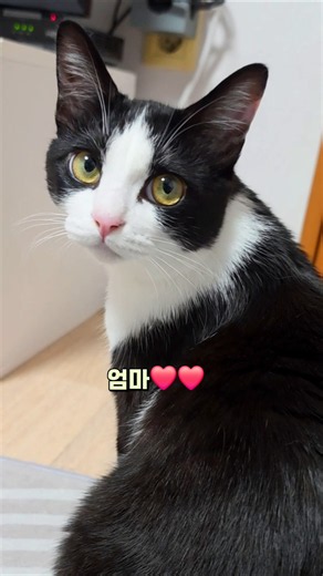 집사 왜 거기있냥? #꼬마김밥 #김바비 #말하는고양이 #catcute