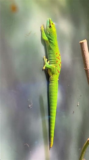 Madagascar-Taggecko 💛 | 🐍 Viking Reptiles #shorts