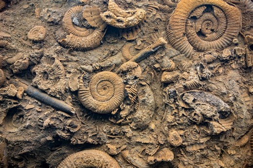 Ice Age Fossils State Park celebrates Nevada Fossil Day with free event