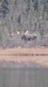 2.2K reactions · 36 shares | Moose calling is all about location, location, and timing. . . . . #alaska #hunting #alaskahunting #moosehunting #alaskaadventure | Modern Day Mountain Man | Facebook