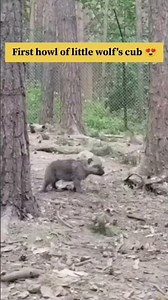 Baby wolf tries howling for the 1st time| Full of Nature #shorts