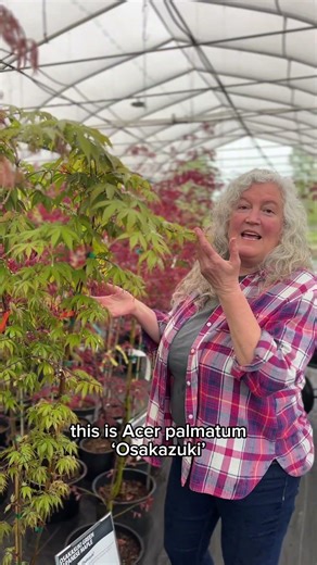 Japanese maples are stealing the spotlight right now 🍁