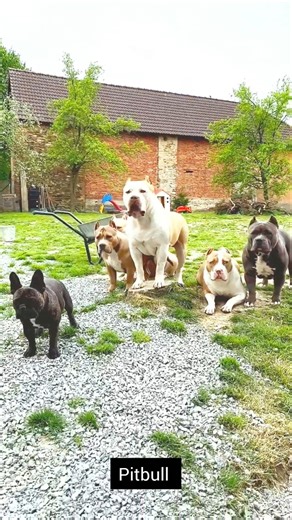 #pitbull #viral #facts #highlights