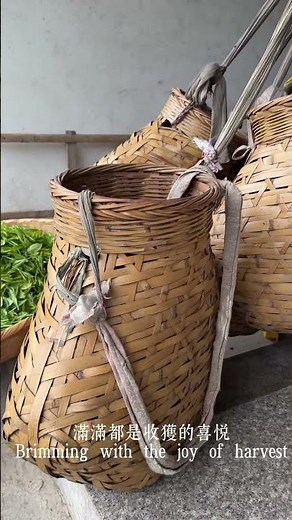 神奇的東方樹葉／家鄉的茶葉/Magical Oriental Tea Leaves/Hometown Tea#tea #hometown #家乡 #茶叶