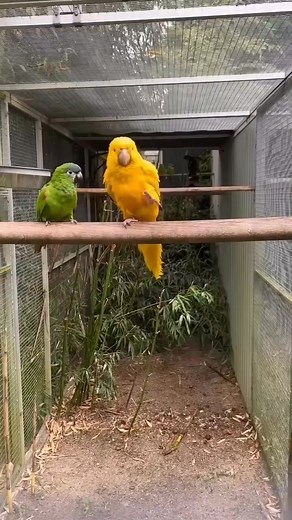 Funny cute birds dancing #parrot #reelfacebook #reelfacebookviral | HD Video
