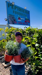 Așa miros, ne a luat de cap Lavanda la ghiveci Pepinierele Fundulea | Pepinierele Fundulea