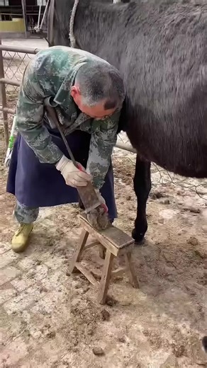 Satisfying Donkey Hoof Cleaning 🫏 | Extreme Farm Rescue (USA) #DonkeyHoof #HoofCleaning #FarmTok #USATikTok #SatisfyingVideo