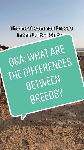 Top 3 Dairy Cattle Breeds in the United States