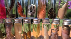 YOU CHOOSE Wet Specimens Insect, Mammal, Bird, Aquatic in 1/2oz. Glass Jars. - Etsy