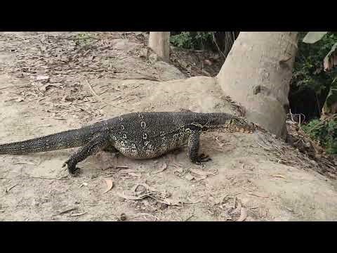 সকালে ঘুরতে ঘুরতে ছোট্ট একটি প্রানীর সাথে দেখা || গোসাপ (Female Monitor Lizard)