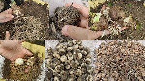 "When to Take Out Flower Bulbs & How to Store Them Properly | Gardening Tips for Next Season" Wondering when to take out flower bulbs and how to store them safely? 🌼 This video shares the right time to dig up your bulbs, proper storage methods, and essential tips to keep them healthy until the next growing season. Perfect for both beginners and experienced gardeners looking to reuse their bulbs year after year! 🌿 #FlowerBulbStorage #GardeningTips #GardeningHacks #BulbCare #GardenCare #PlantCar