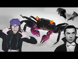 getting VAMPIRE CRABS! They do NOT SUCK (blood)!.. Spooky, EASY, FUN pet inverts | simplified set-up