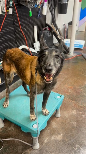 Loving these new rounds of fitness and nose work classes. | Theresa Foster