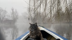 437K views · 40K reactions | Fog in a Maine Coon Fur is the best for grooming. — [4K high video quality for TV] | Louiswildlife | Facebook