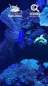 ¡Ven este fin de semana al Acuario Inbursa! 🔹 ¡Recuerda que nuestra capacidad es controlada, por lo cual te recomendamos adquirir tus boletos previamente en www.acuarioinbursa.com.mx y no olvides que el uso de cubrebocas es indispensable! | Acuario Inbursa