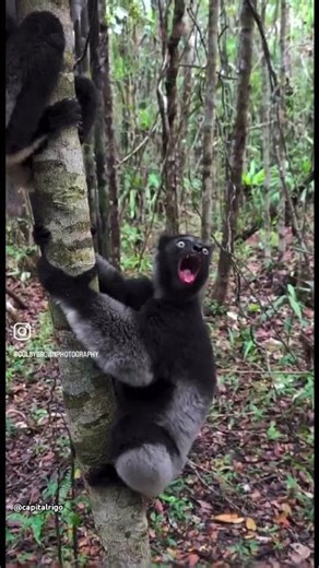 The Indri (Indri indri) is the primary "howling" lemur.