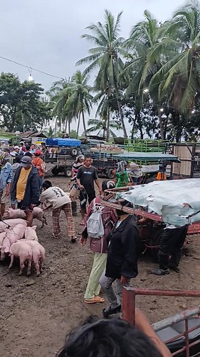 Maoni Ang Stuckyard Sa Ayungon Negrs,Oriental #fbreelsfypシ゚ #follower #StarsEverywhere | Lito Makahilig