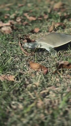 nephi the softshell turtle out stretching his legs -david attenborough narrates #babyturtle