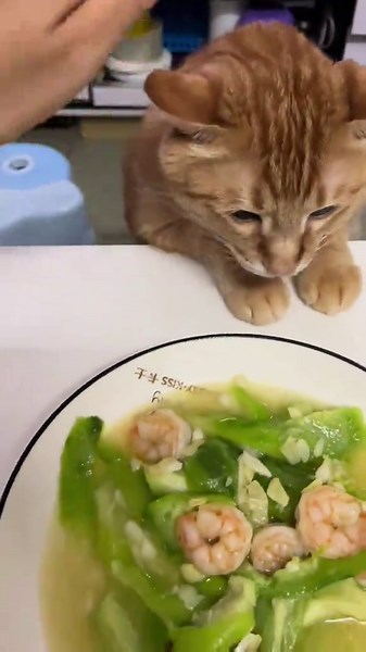 Funny Cat Meowing Compilation Videos That Will Make You Smile