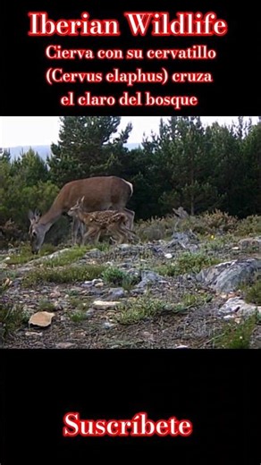 Cierva con su cervatillo (Cervus elaphus) cruza el claro del bosque.